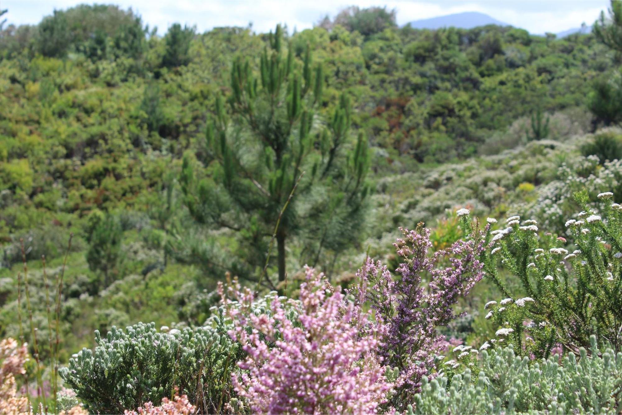 The Stargazing Cube - Misty Mountain Reserve Stormsrivier Esterno foto
